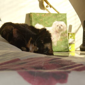 Hondenfoto van Chicka