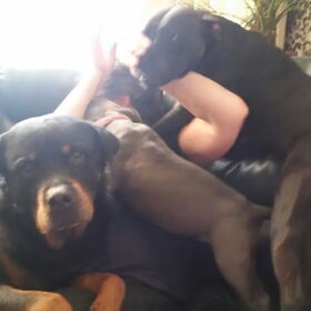Hondenfoto van Tineke *Luna * Rambo (Brutus R.I.P)