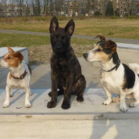 Daisy (4) Xander ( 3 mnd) Charly (5)