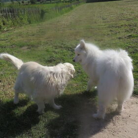 Hondenfoto van Team Black & White