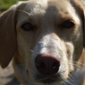 Hondenfoto van Vera met Abby & Cantor !