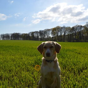 Hondenfoto van Vera met Abby & Cantor !