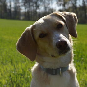 Hondenfoto van Vera met Abby & Cantor !