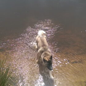 Hondenfoto van Jackie en Kiba:)