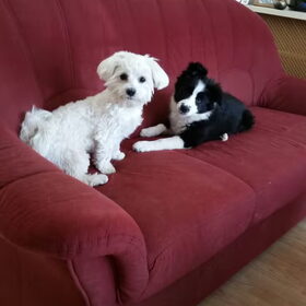 Hondenfoto van Lucia, Lizzy & Ziva