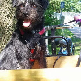 Hondenfoto van Ciska en Spanjaardje Moh (Bambi r.i.p.)