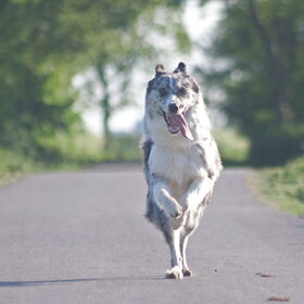 Hondenfoto van Angelique; Bruno, Charlie & Fenna  