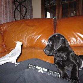 Bruce met mijn valkparkiet Rocky...