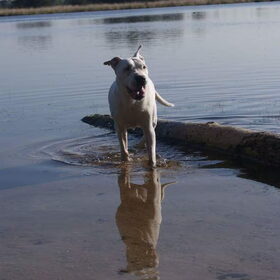 Balou,  the love of my life (2)