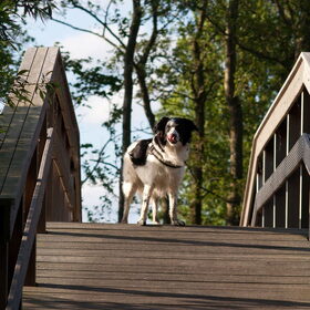 Hondenfoto van Angelique; Bruno, Charlie & Fenna  