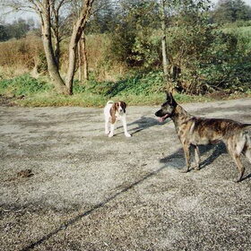 sasja en wanda(de hond van mijn ouders(rip)