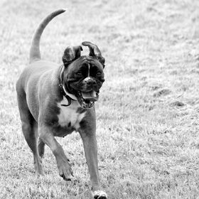 Hondenfoto van Ziva †, Bullie †, en Bandhu