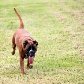 Hondenfoto van Ziva †, Bullie †, en Bandhu