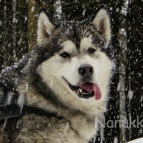 Hondenfoto van Alaska's Finest!