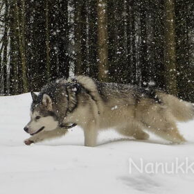Hondenfoto van Alaska's Finest!