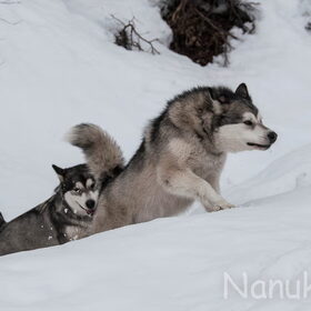 Hondenfoto van Alaska's Finest!