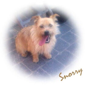 Hondenfoto van Fran & Snorry