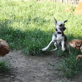 Hondenfoto van Muis,Vera, Papadopoulos, Odette, Annabelle en Ciska (Terra+, Dinky+, Saltarin+, Sam+, Zara+, Paco+)    