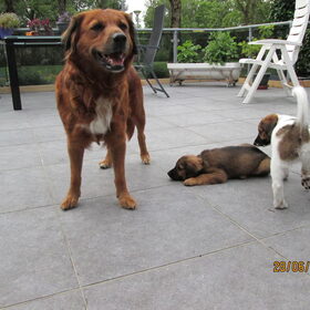 Hondenfoto van Anja en Naika, Shiva en Flynn