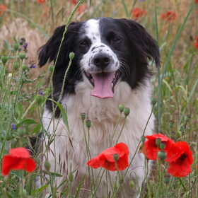 Hondenfoto van Angelique; Bruno, Charlie & Fenna  
