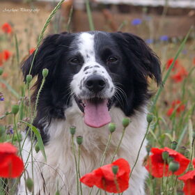 Hondenfoto van Angelique; Bruno, Charlie & Fenna  