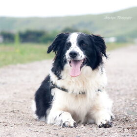 Hondenfoto van Angelique; Bruno, Charlie & Fenna  