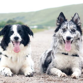 Hondenfoto van Angelique; Bruno, Charlie & Fenna  