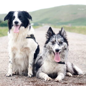 Hondenfoto van Angelique; Bruno, Charlie & Fenna  