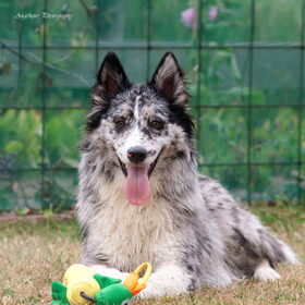 Hondenfoto van Angelique; Bruno, Charlie & Fenna  