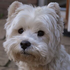 Hondenfoto van Nicole, Guus, Flynn & Puk 