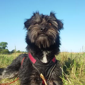 Hondenfoto van Ciska en Spanjaardje Moh (Bambi r.i.p.)
