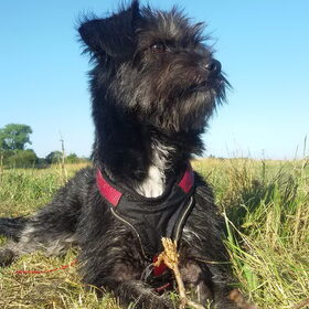 Hondenfoto van Ciska en Spanjaardje Moh (Bambi r.i.p.)