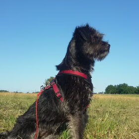 Hondenfoto van Ciska en Spanjaardje Moh (Bambi r.i.p.)