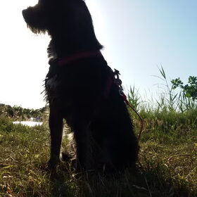 Hondenfoto van Ciska en Spanjaardje Moh (Bambi r.i.p.)