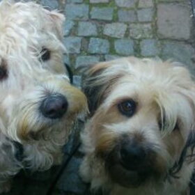 Hondenfoto van Brigitte, Zebee & Zabaa