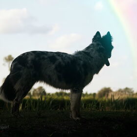 Hondenfoto van Angelique; Bruno, Charlie & Fenna  