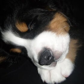 Hondenfoto van Constance R.I.P. Beau 