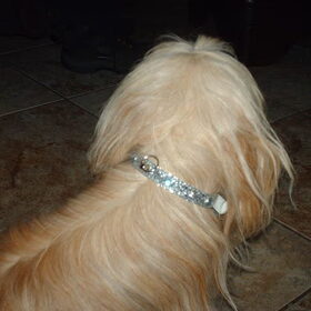 Hondenfoto van liesbeth,Turbo,Luna, Levi en Faith