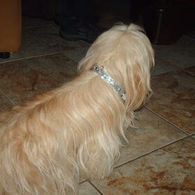 Hondenfoto van liesbeth,Turbo,Luna, Levi en Faith