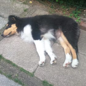 Hondenfoto van ~ Luna & Lèxi ~