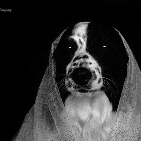 Hondenfoto van Angelique; Bruno, Charlie & Fenna  