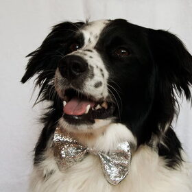 Hondenfoto van Angelique; Bruno, Charlie & Fenna  