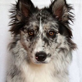 Hondenfoto van Angelique; Bruno, Charlie & Fenna  