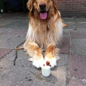 Hondenfoto van L&R