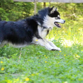Hondenfoto van Joyce -Rover & Saga