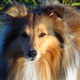 Hondenfoto van Just The Max   