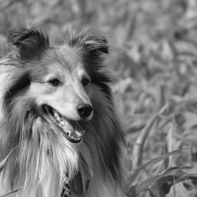 Hondenfoto van Just The Max   