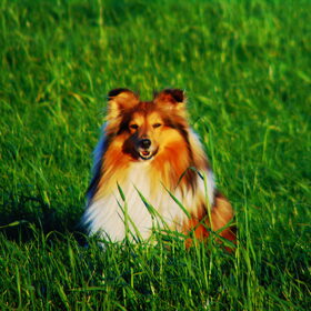 Hondenfoto van Just The Max   