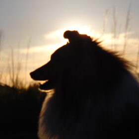 Hondenfoto van Just The Max   