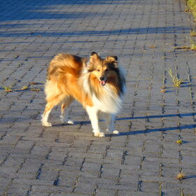 Hondenfoto van Just The Max   
